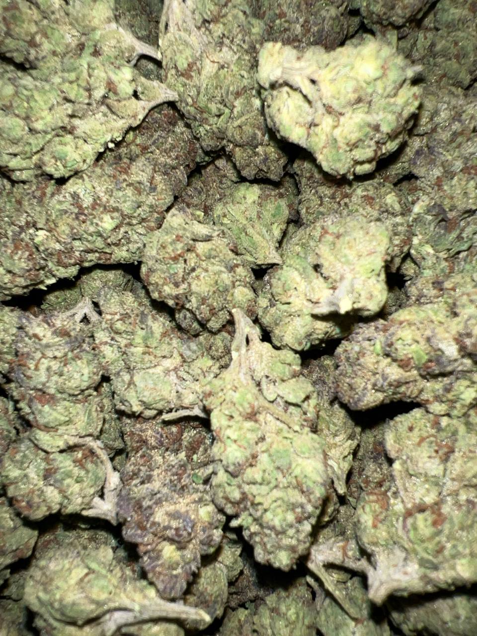 Cheetah Piss - Hybrid