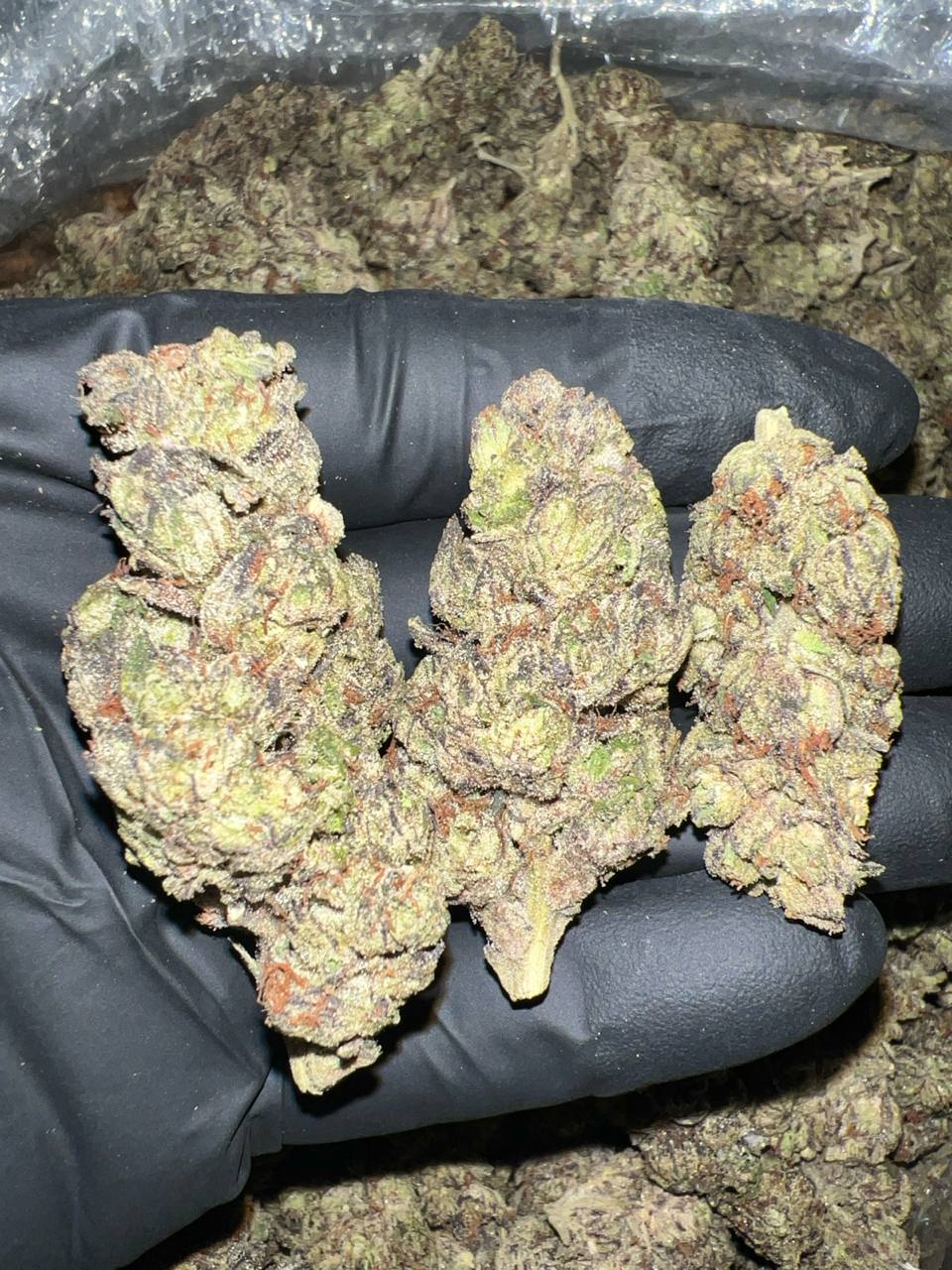 Black Runtz - Hybrid