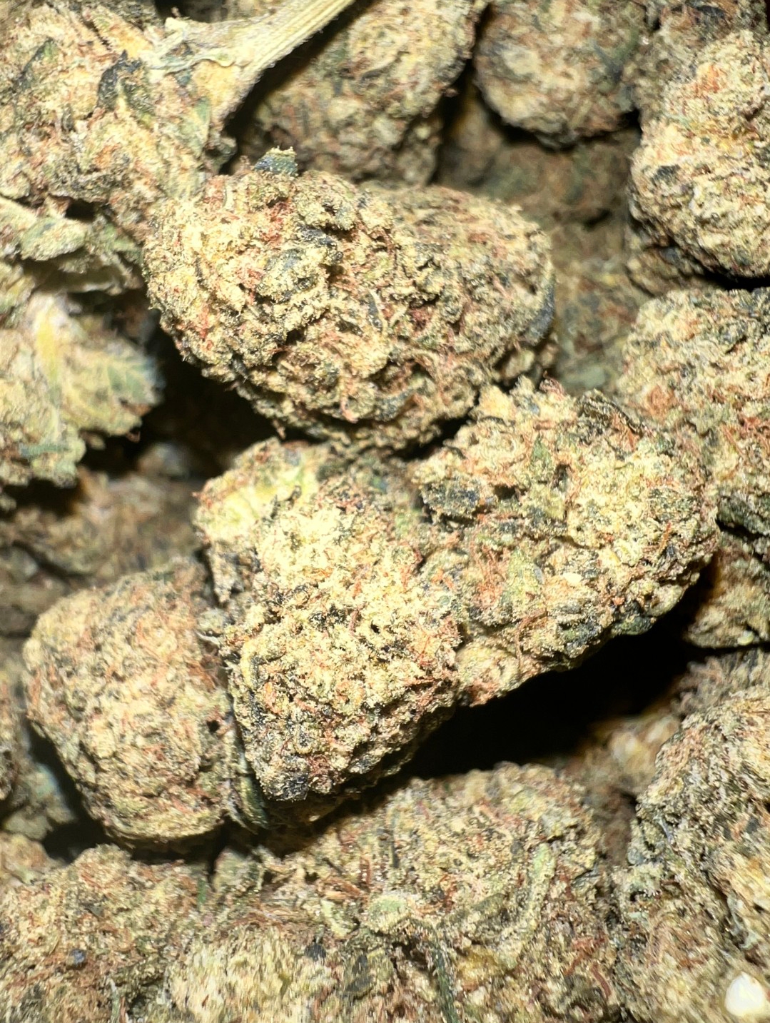Violet Fog - Indica