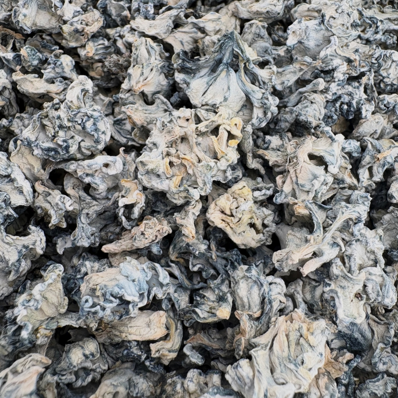 Enigma Truffles - Raw Mushroom (Super Strong)