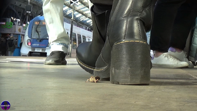 Trainstation Maggots 10