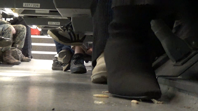 Maggots on a train 03