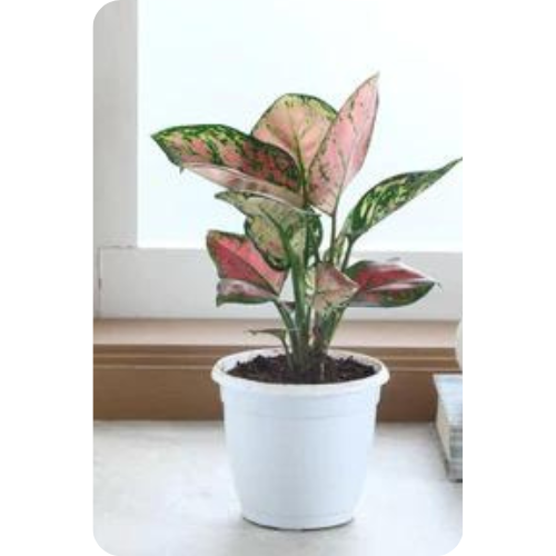 Aglaonema: The Perfect Indoor Beauty