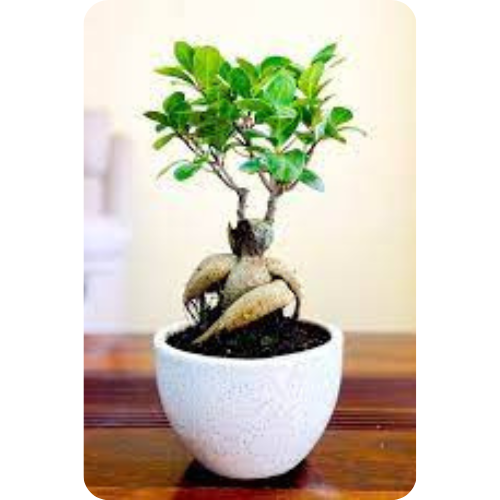 Ficus Bonsai - A Touch of Tranquility for Your Space