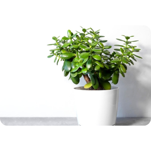 Jade Plant - A Symbol of Prosperity and Good Luck
