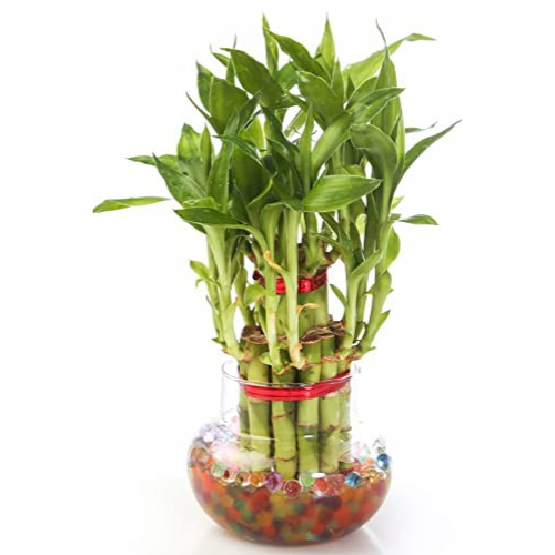 Lucky Bamboo - A Gift of Good Luck and Prosperity