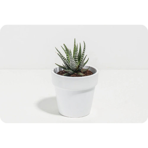 Zebra Haworthia - A Unique and Striking Succulent