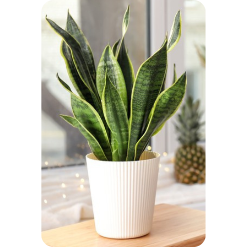 Sansevieria Snake - A Resilient and Air-Purifying Beauty