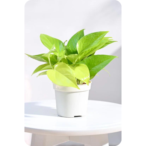 Green Money Plant - A Symbol of Luck and Prosperity