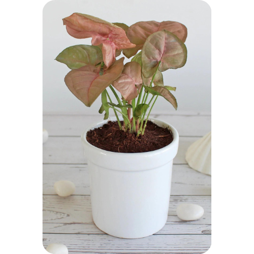 Pink Syngonium - A Touch of Elegance and Color