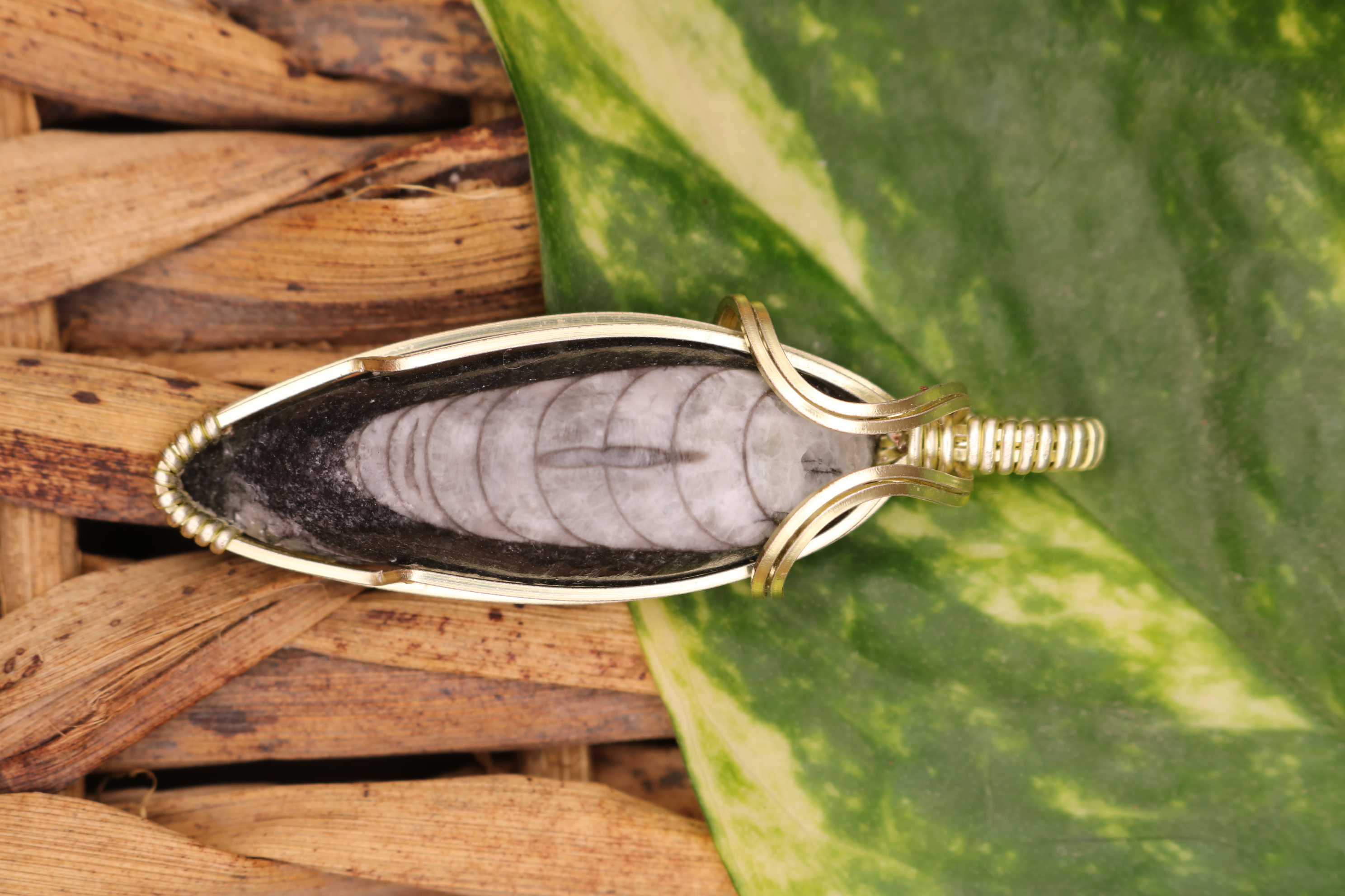 Gold Wire Wrapped Orthoceras Fossil Necklace Pendant