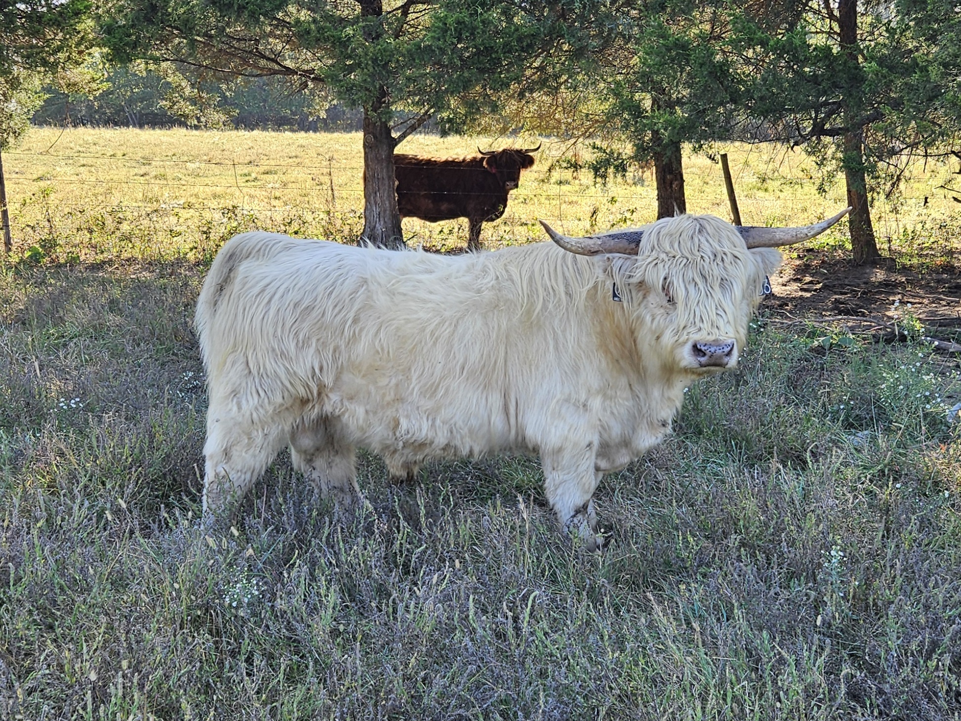 BTTR IronMan - Heifer Plus Semen