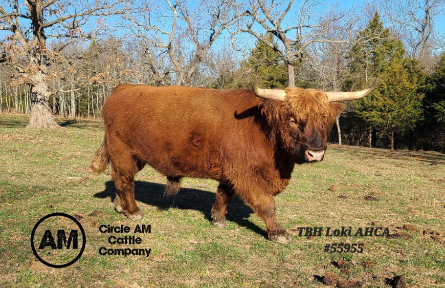 TBH Loki - Heifer Plus Semen