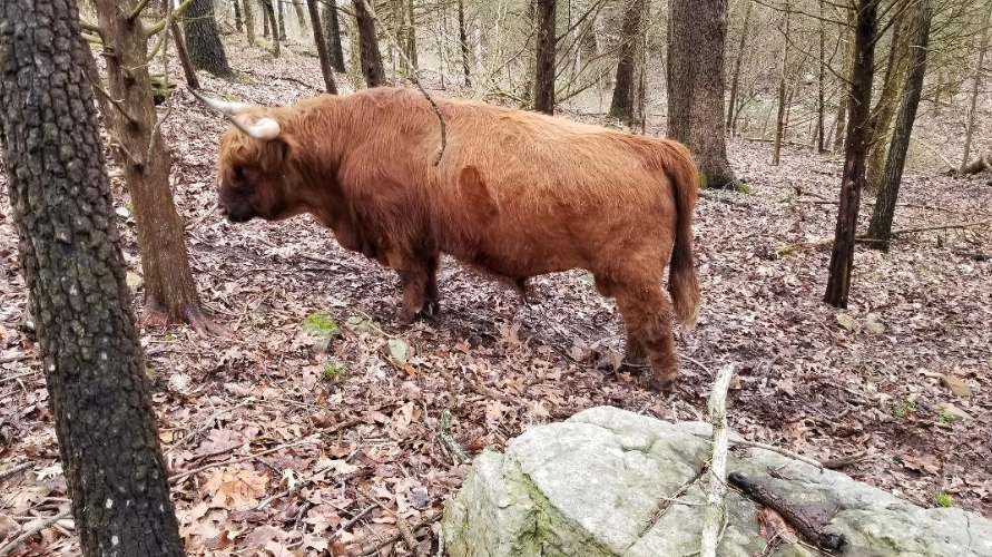 TBH Loki - Heifer Plus Semen