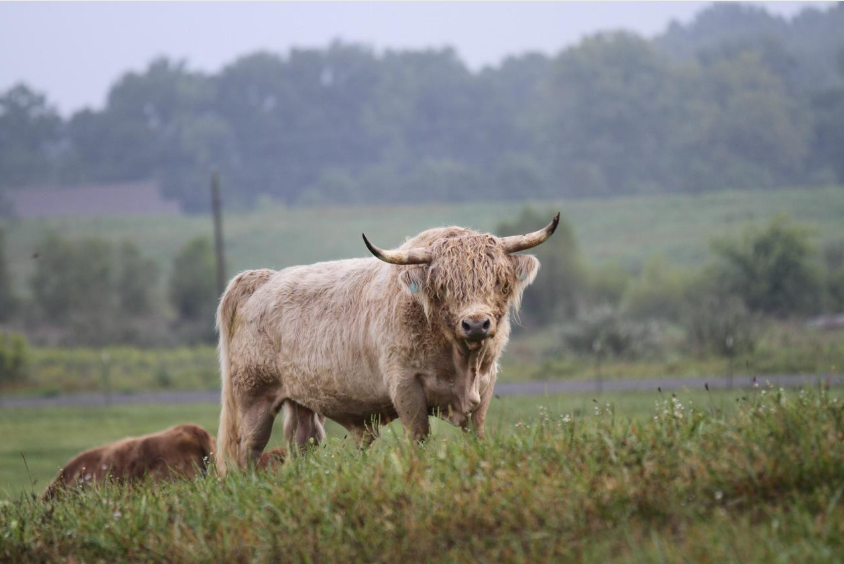 ZR Everett - Heifer Plus Semen