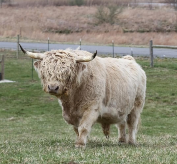 ZR Everett - Heifer Plus Semen