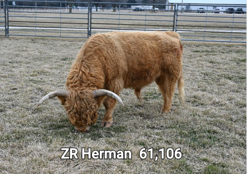 ZR Herman - Heifer Plus Semen 