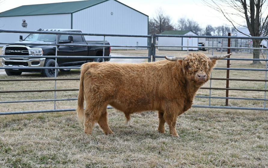 ZR Herman - Heifer Plus Semen