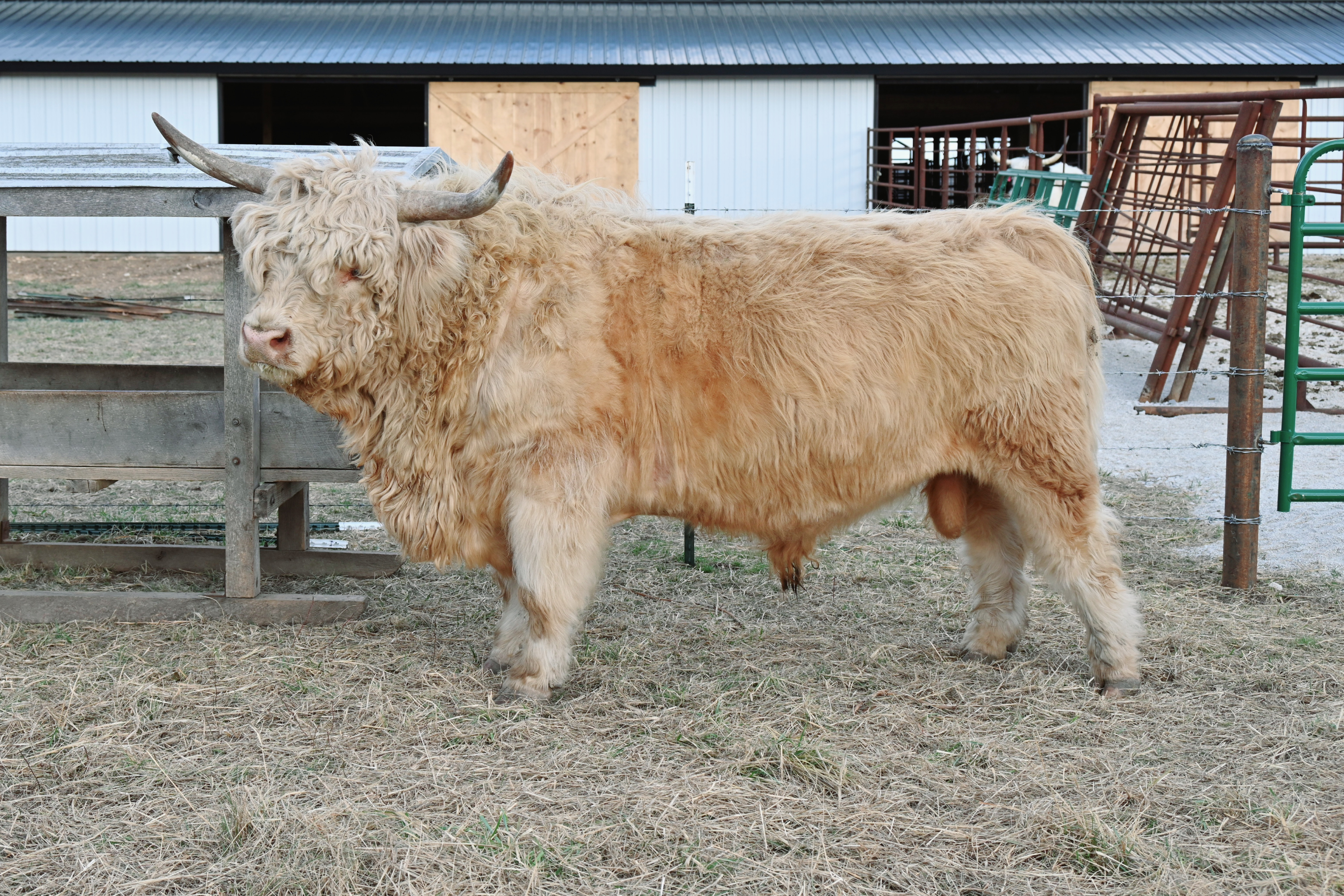 Apple Hill Lochlan - Heifer Plus Semen