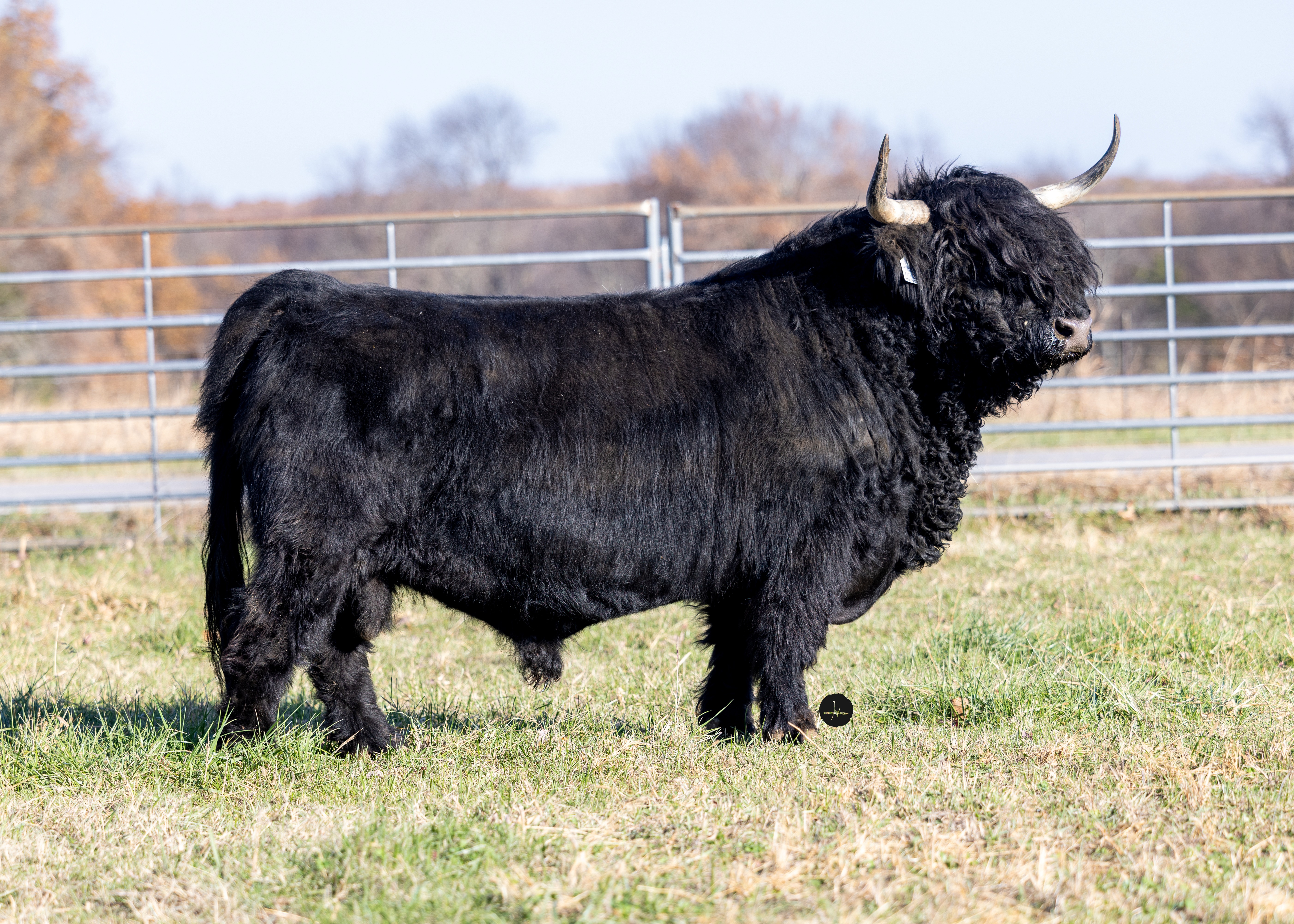 SSS Smoky Homeboy - Heifer Plus Semen 