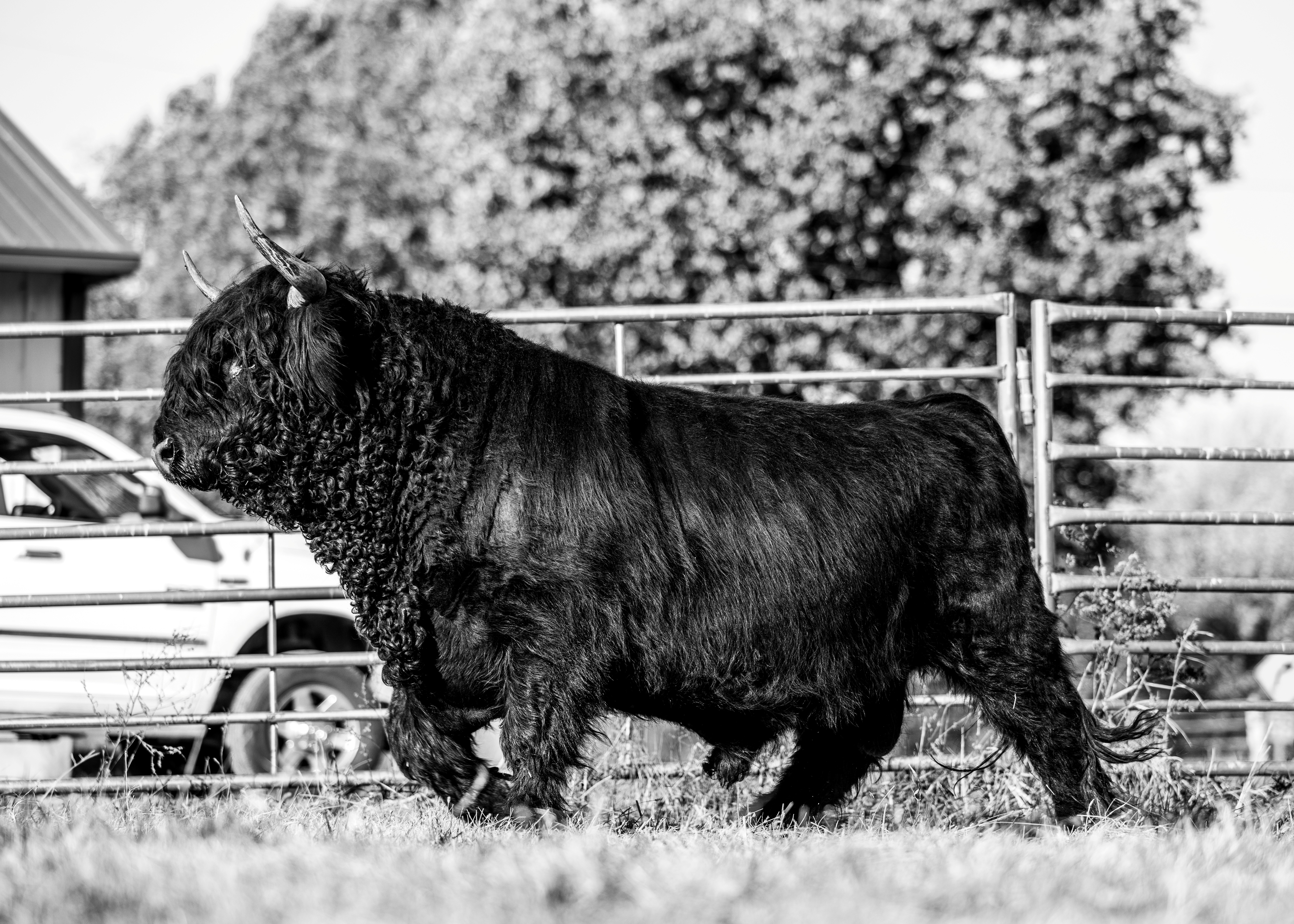 SSS Smoky Homeboy - Conventional Semen 