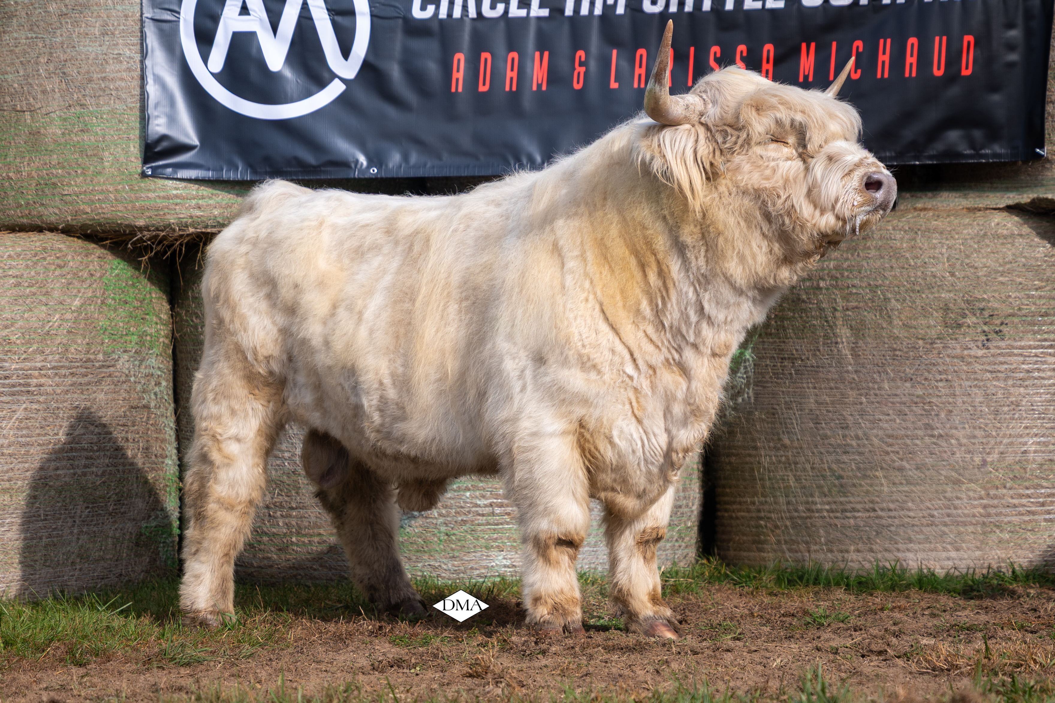 BTTR IronMan - Heifer Plus Semen  