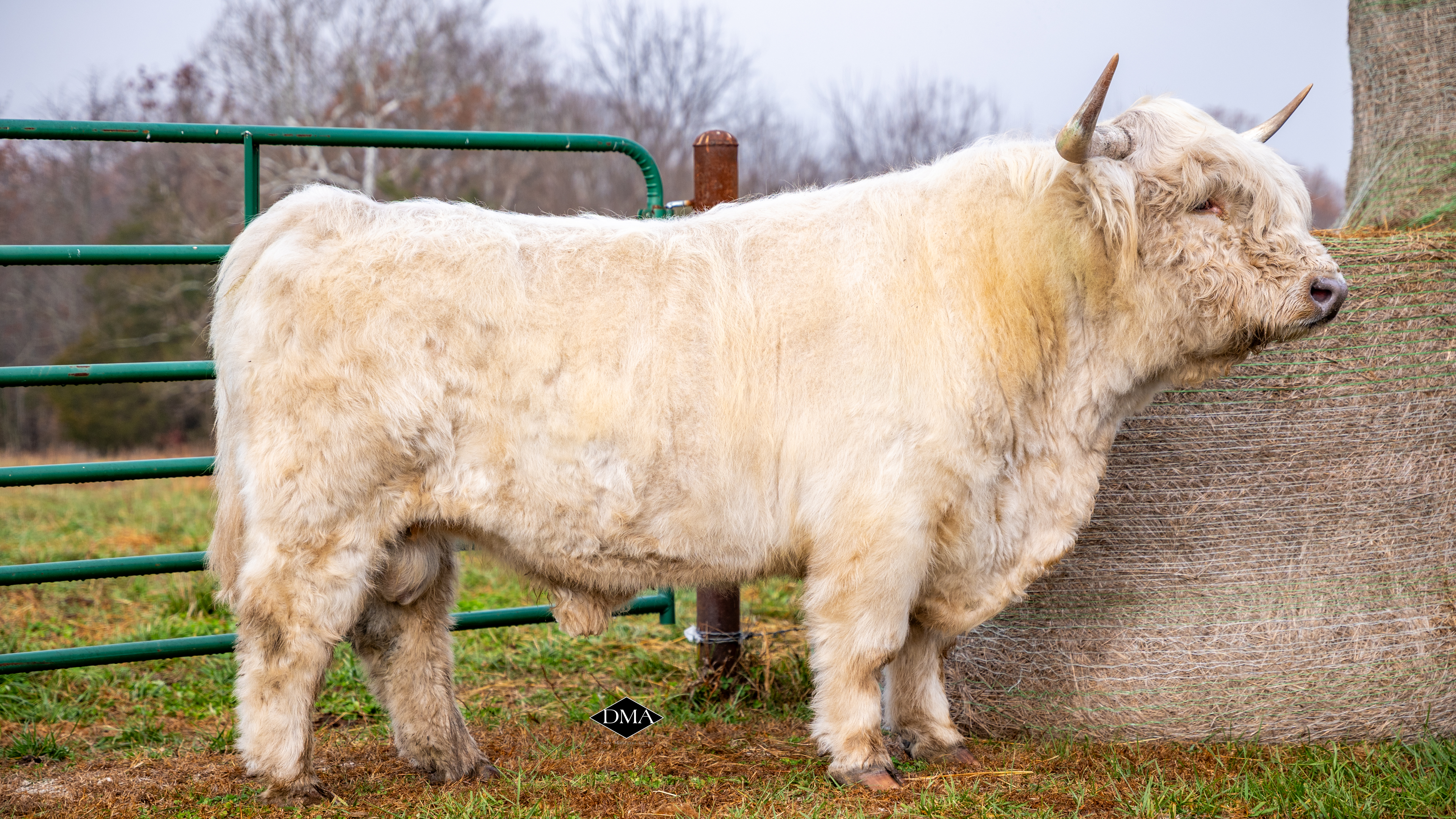 BTTR IronMan - Heifer Plus Semen  