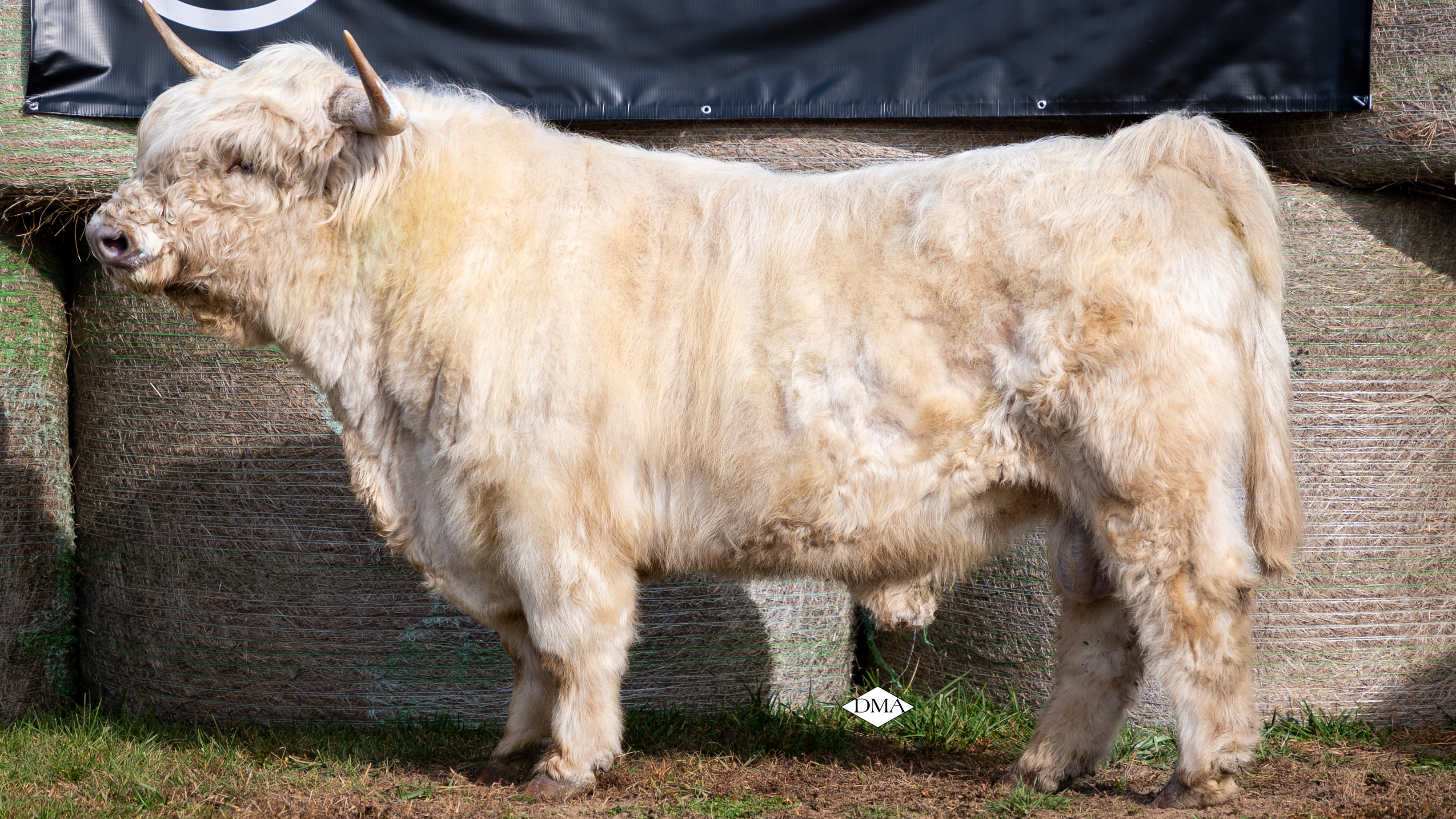 BTTR IronMan - Heifer Plus Semen  