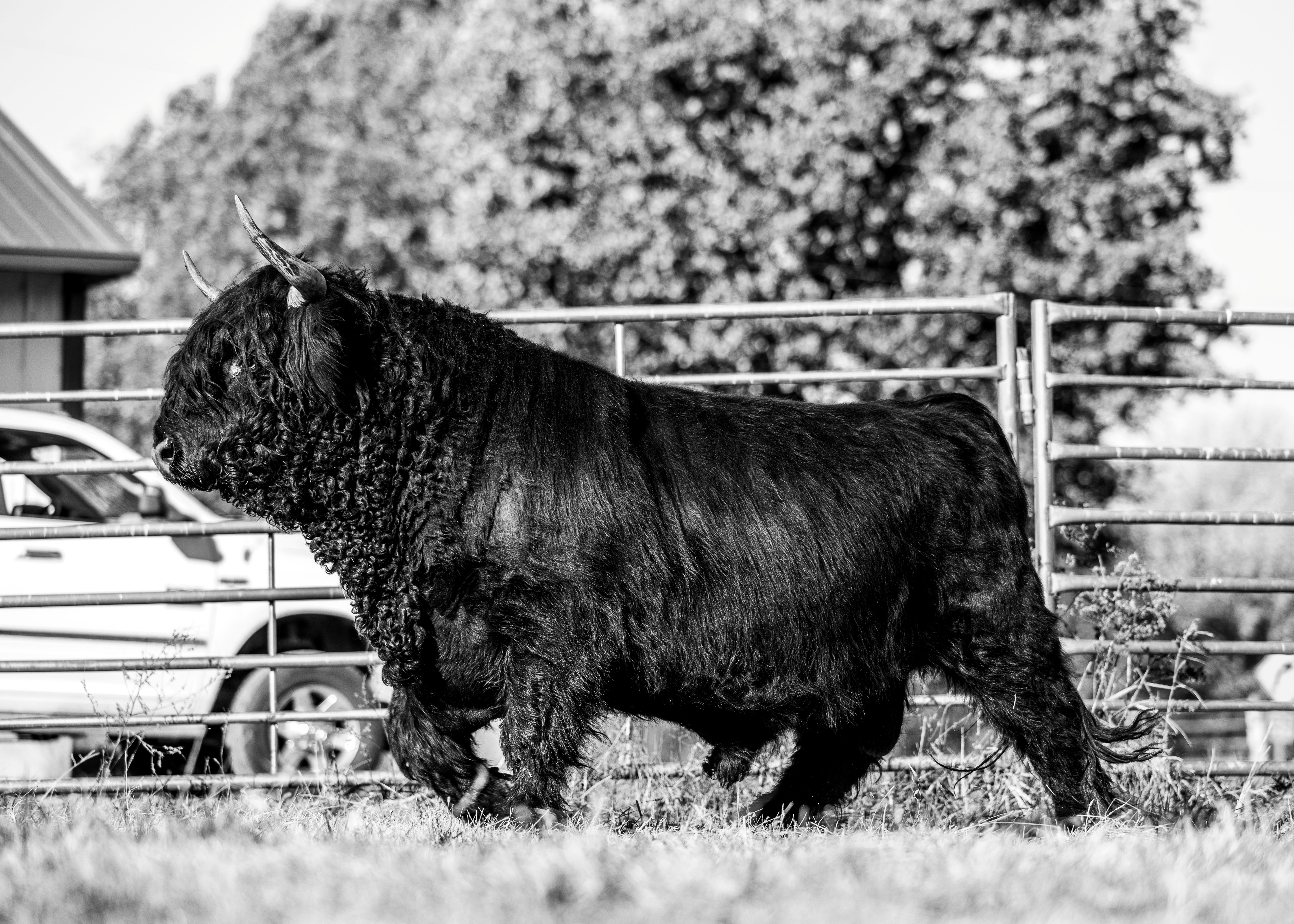 SSS Smoky Homeboy - Heifer Plus Semen