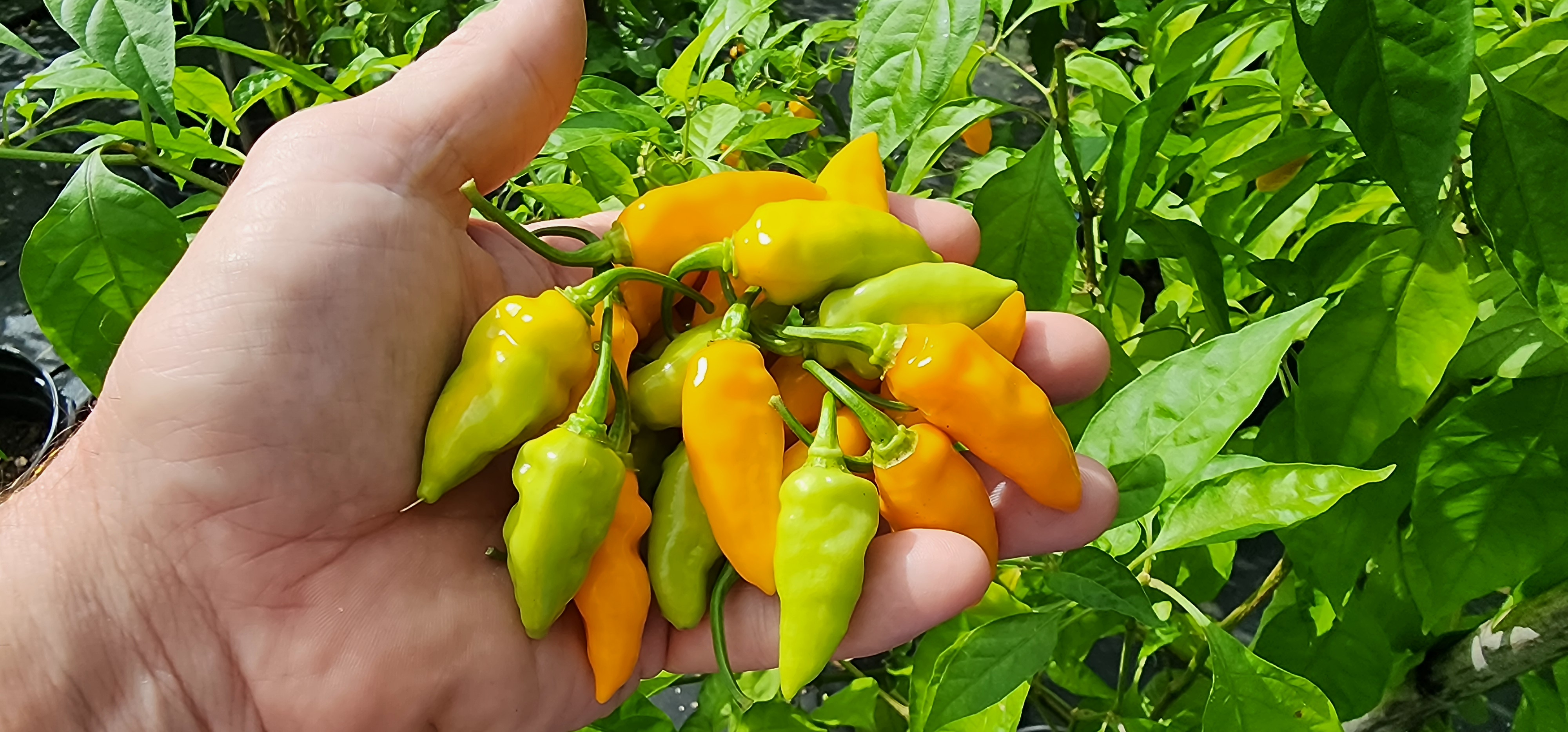 1 lbs. Fresh Mayhem Datil Peppers + Free Mayhem Sauce