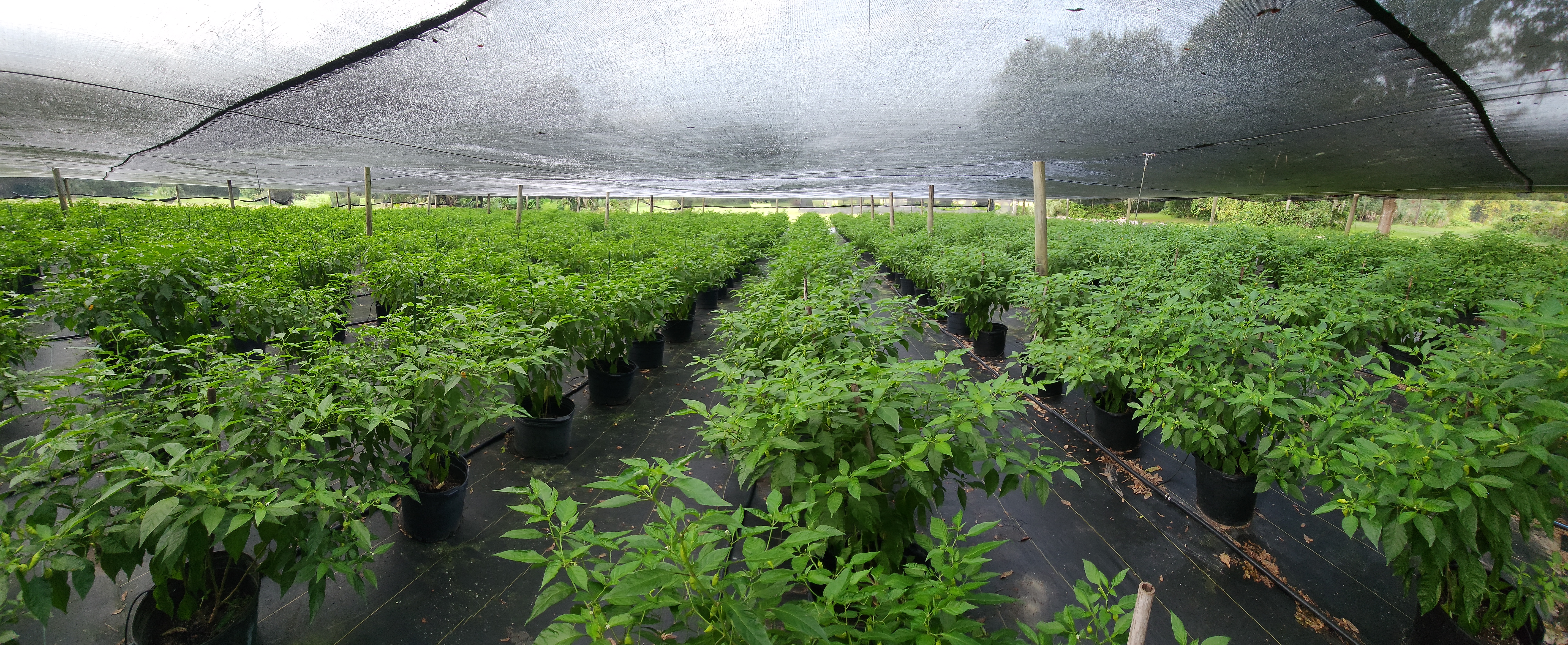 Mayhem "Triple Play" Special