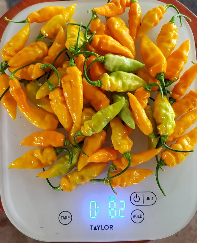 1/2 lbs. Fresh Mayhem Datil Peppers