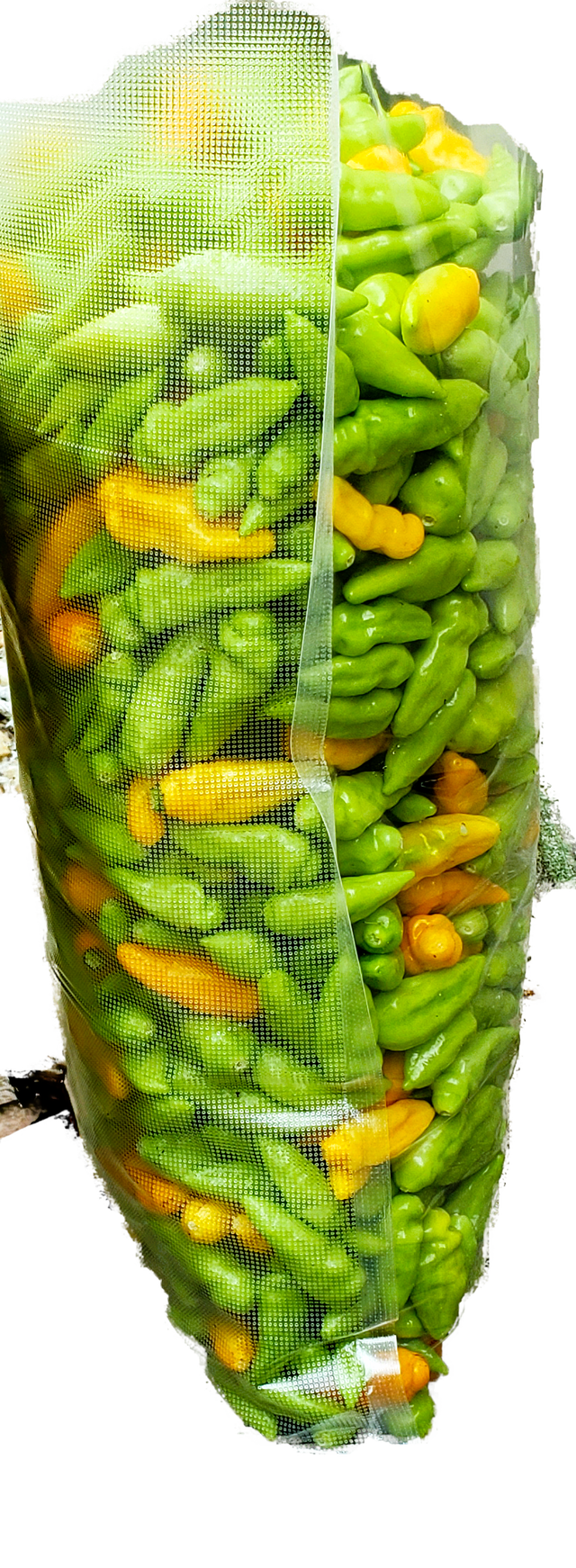 5 lbs. Fresh Mayhem Datil Peppers + Free Mayhem Sauce