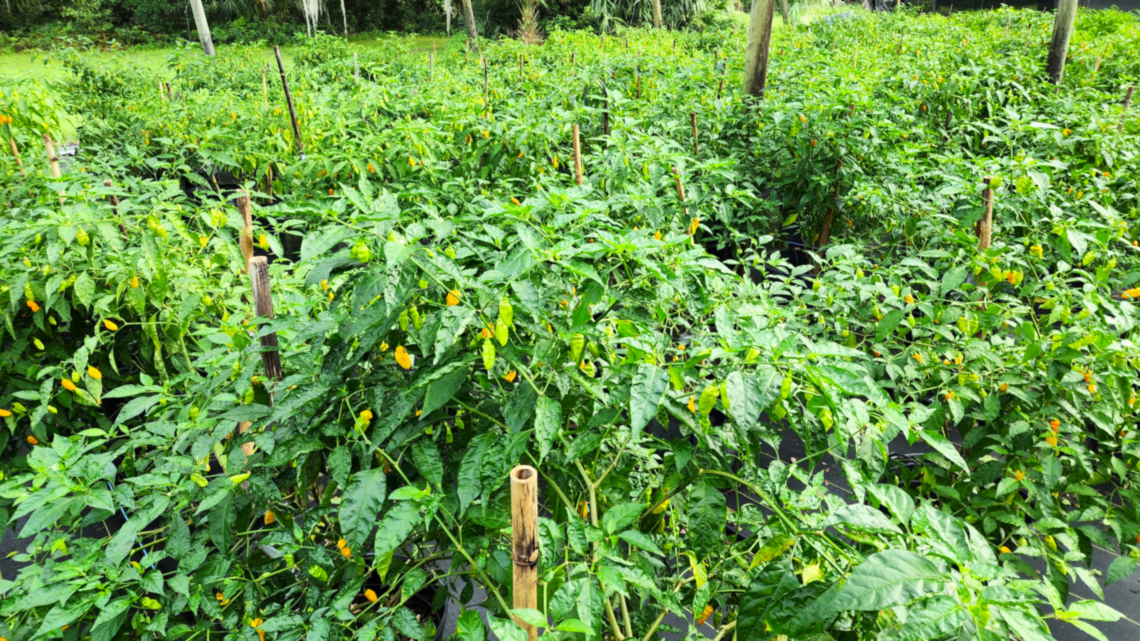 5 lbs. Fresh Mayhem Datil Peppers + Free Mayhem Sauce
