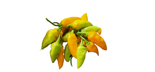 5 lbs. Fresh Mayhem Datil Peppers + Free Mayhem Sauce