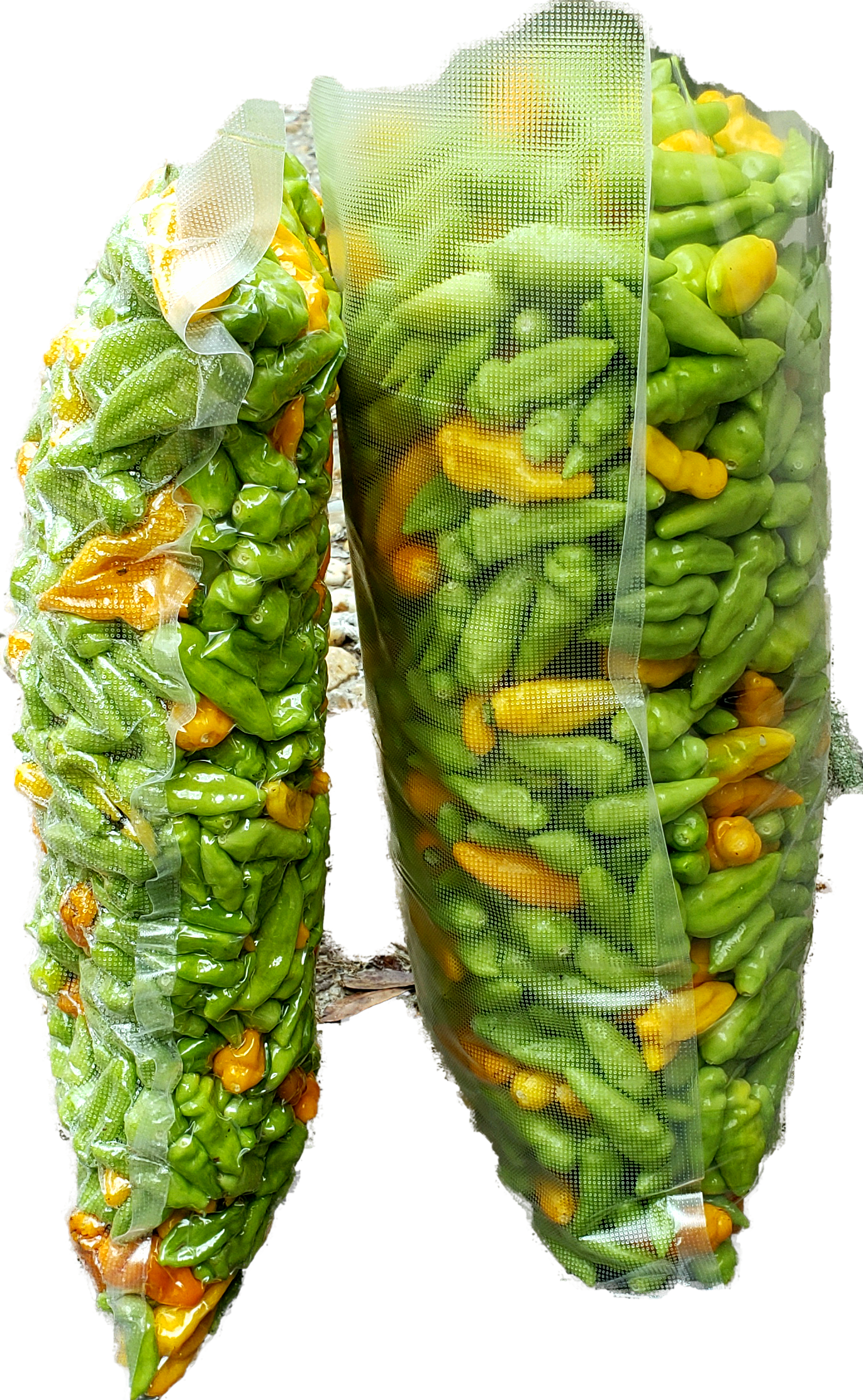 10 lbs. Fresh Mayhem Datil Peppers + Free 5oz Mayhem + Shipping