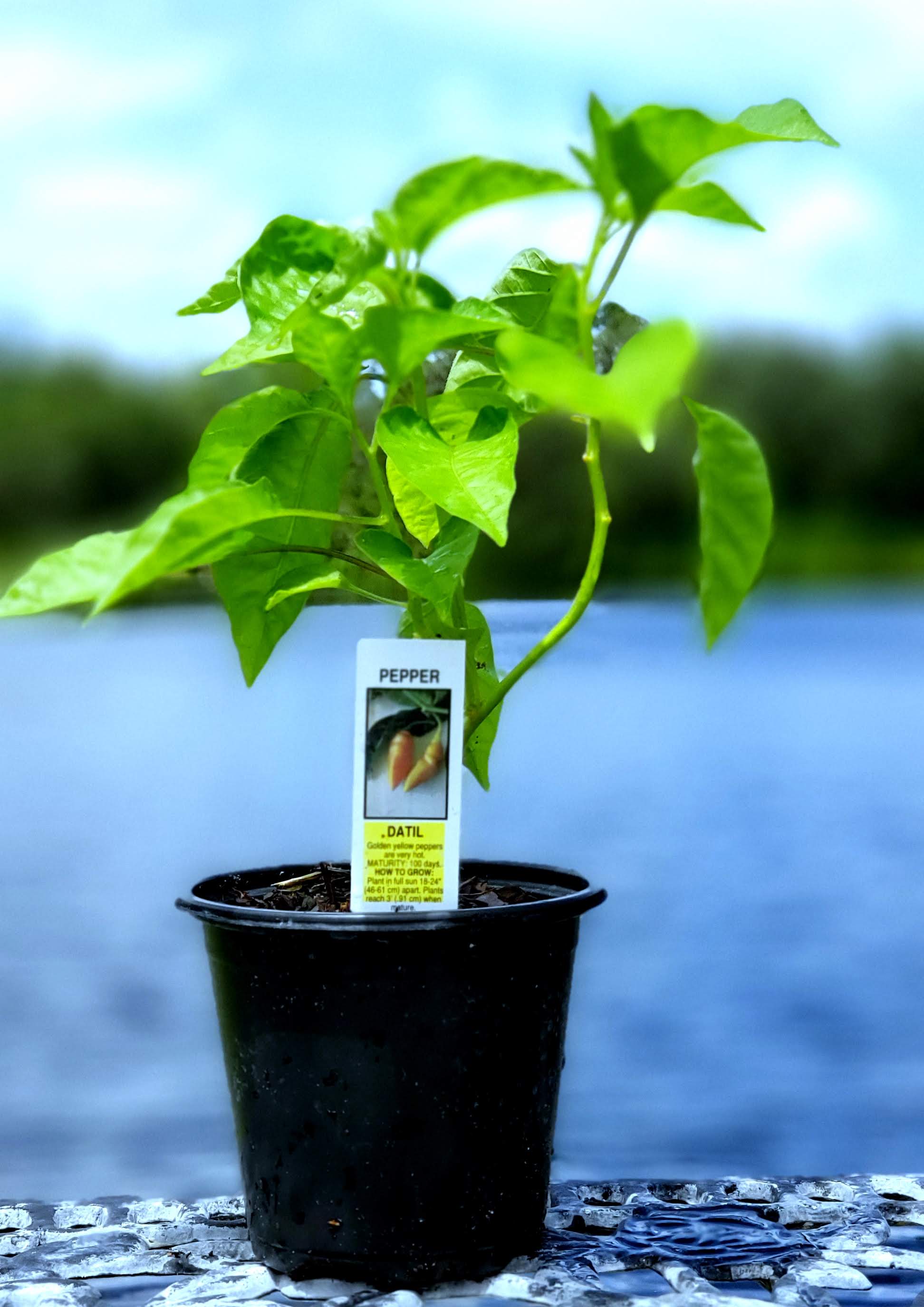4" Mayhem Datil Pepper Seedling Plant - PICK UP ONLY!