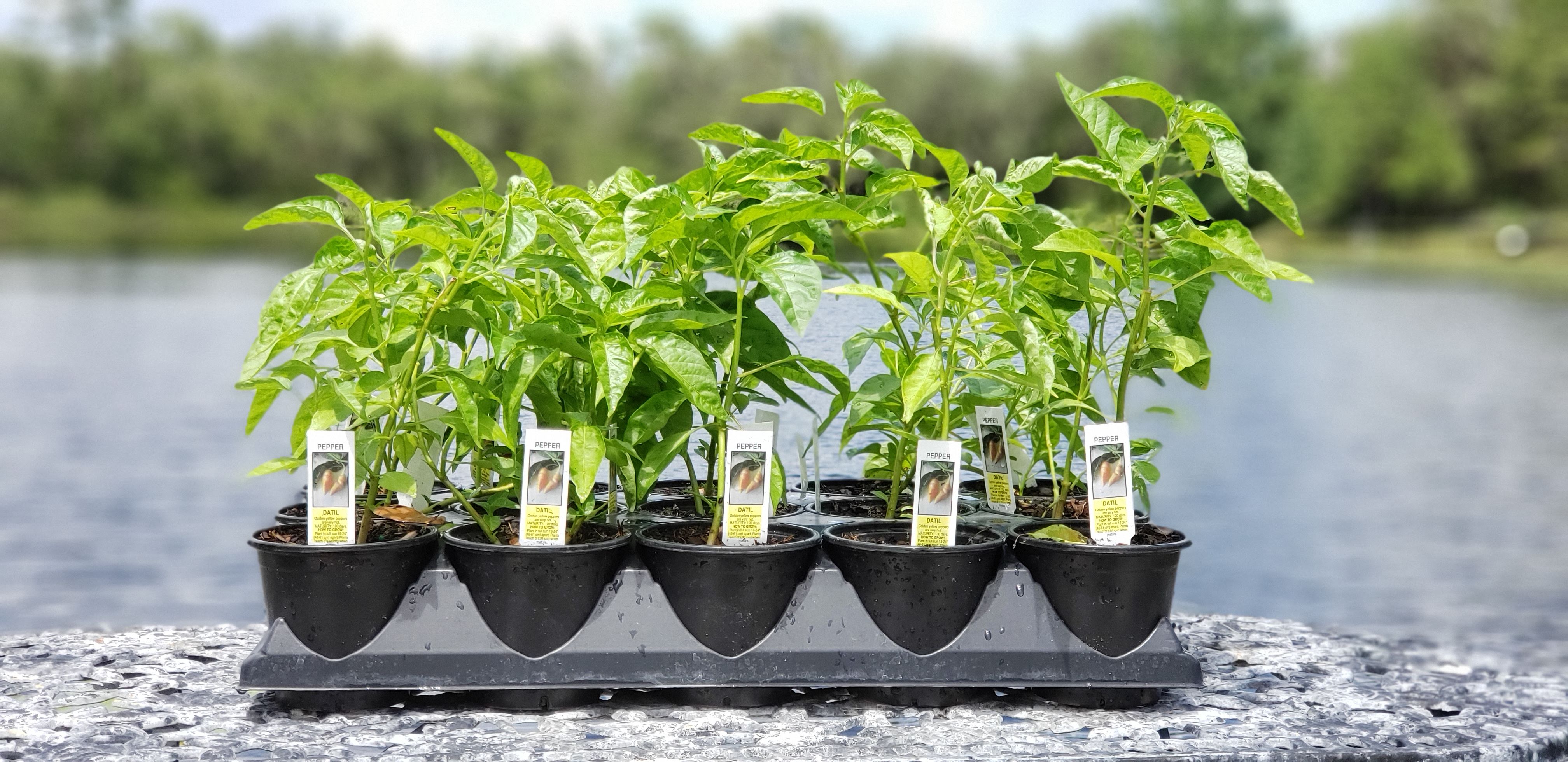 4" Mayhem Datil Pepper Seedling Plant - PICK UP ONLY!