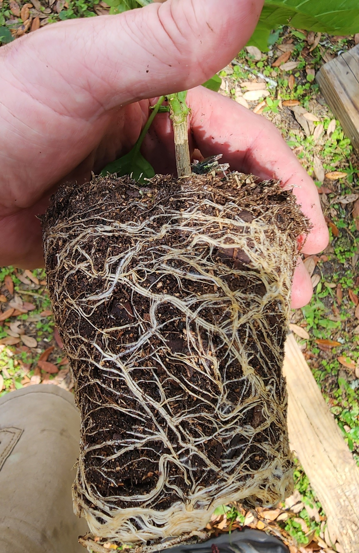 4" Mayhem Datil Pepper Seedling Plant - PICK UP ONLY!