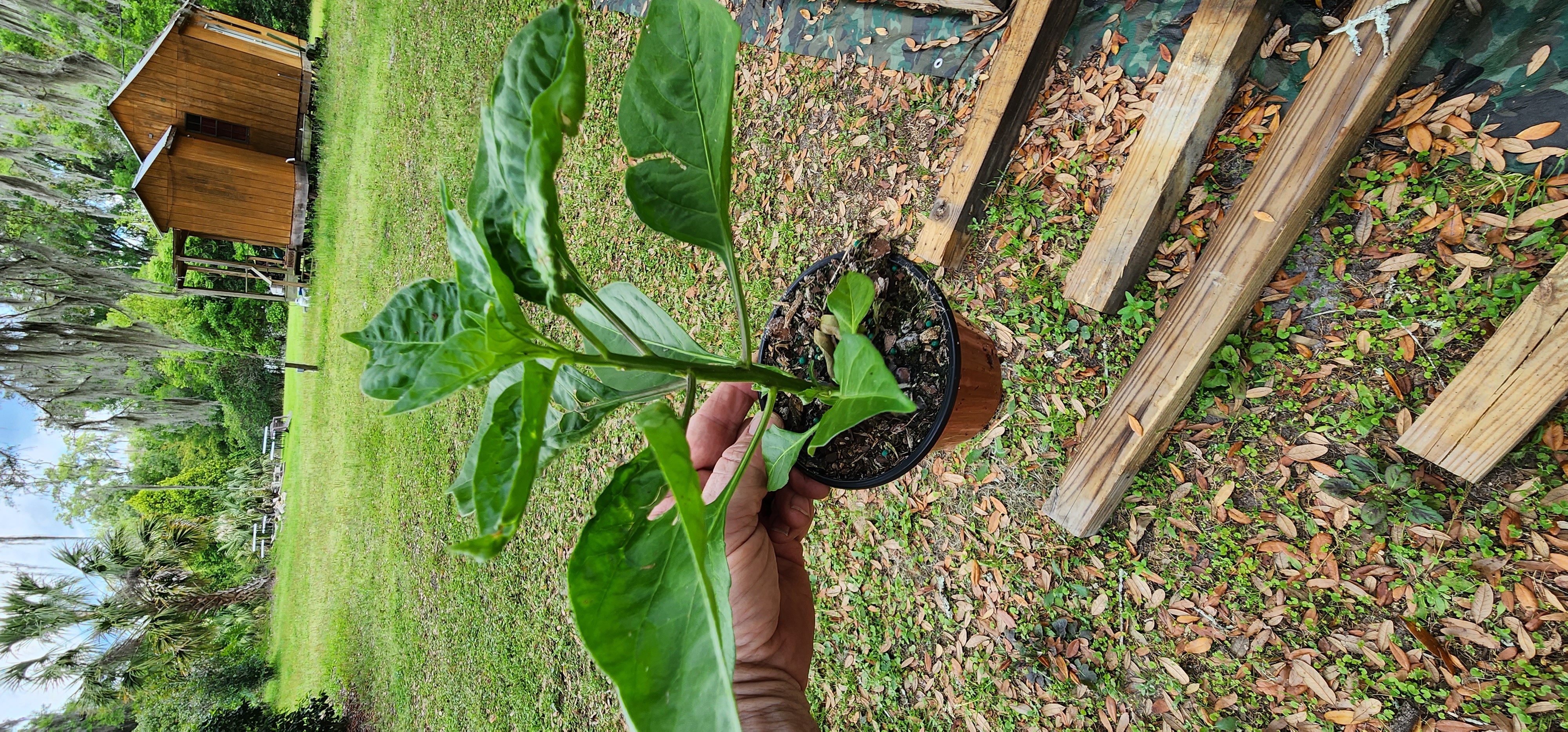 5 Pack - 4" Mayhem Datil Pepper Plants - PICK UP ONLY!