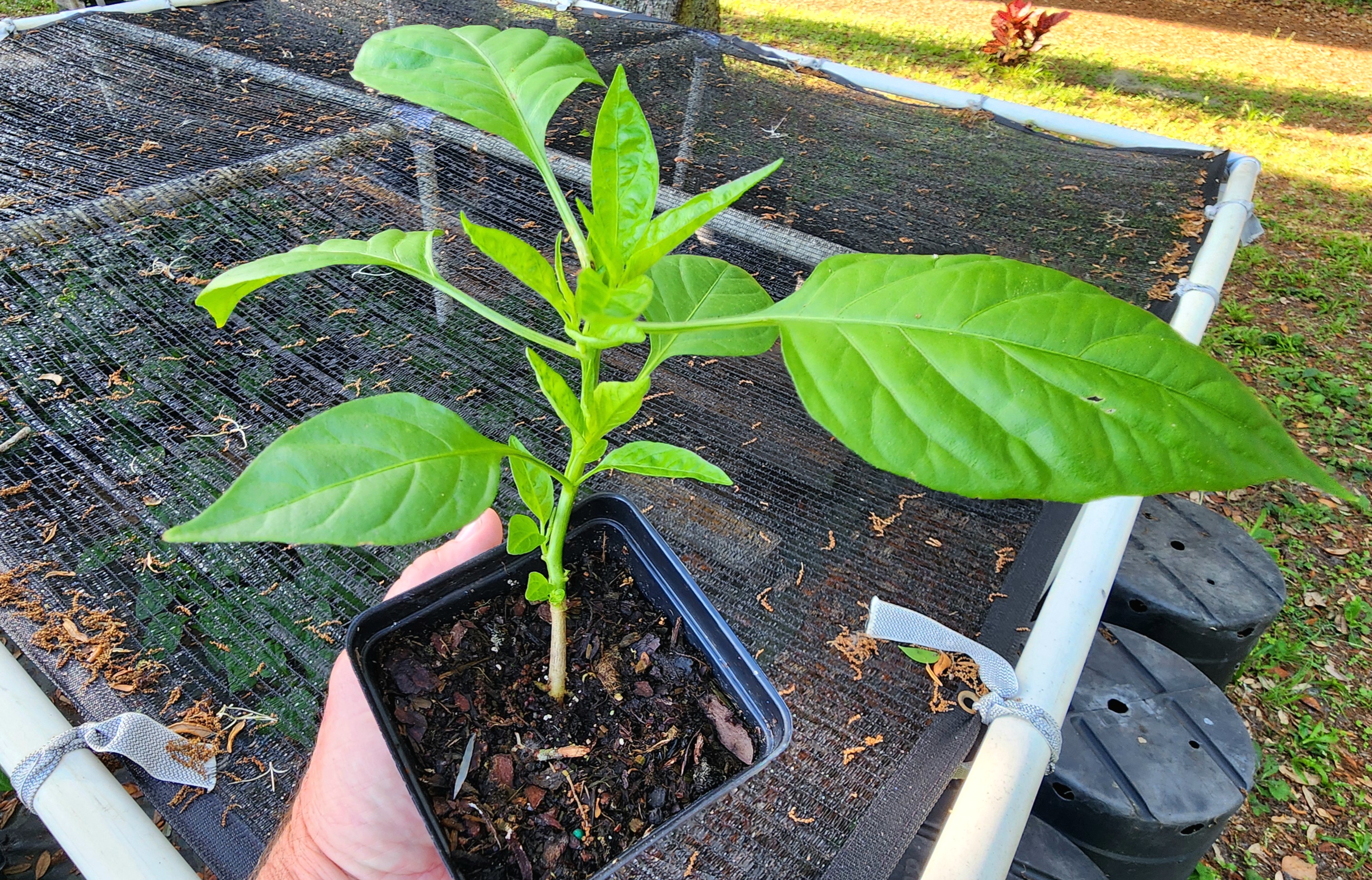 4" Mayhem Datil Pepper Seedling Plant - PICK UP ONLY!
