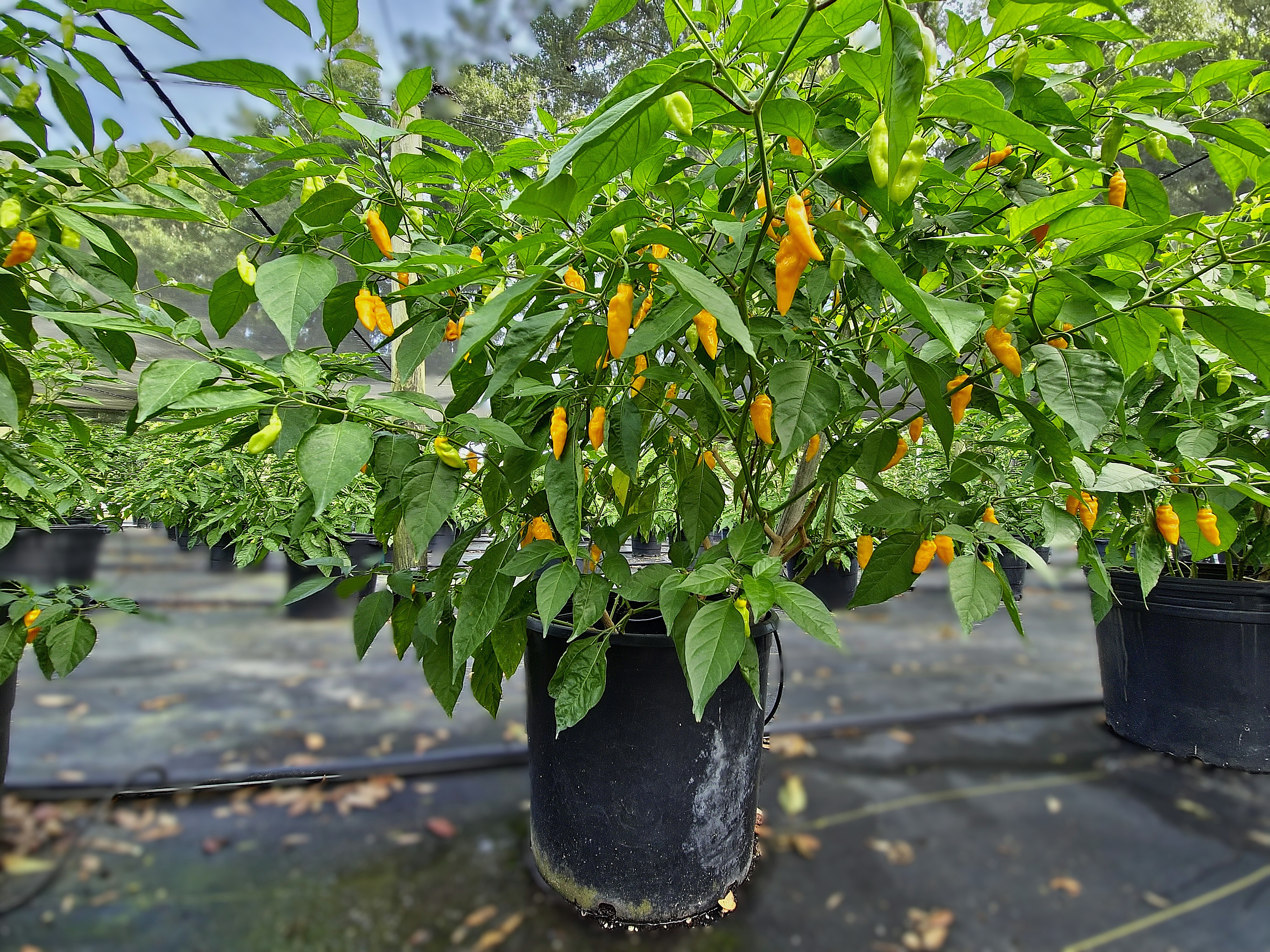 5 lbs. Fresh Mayhem Datil Peppers + Free Mayhem Sauce