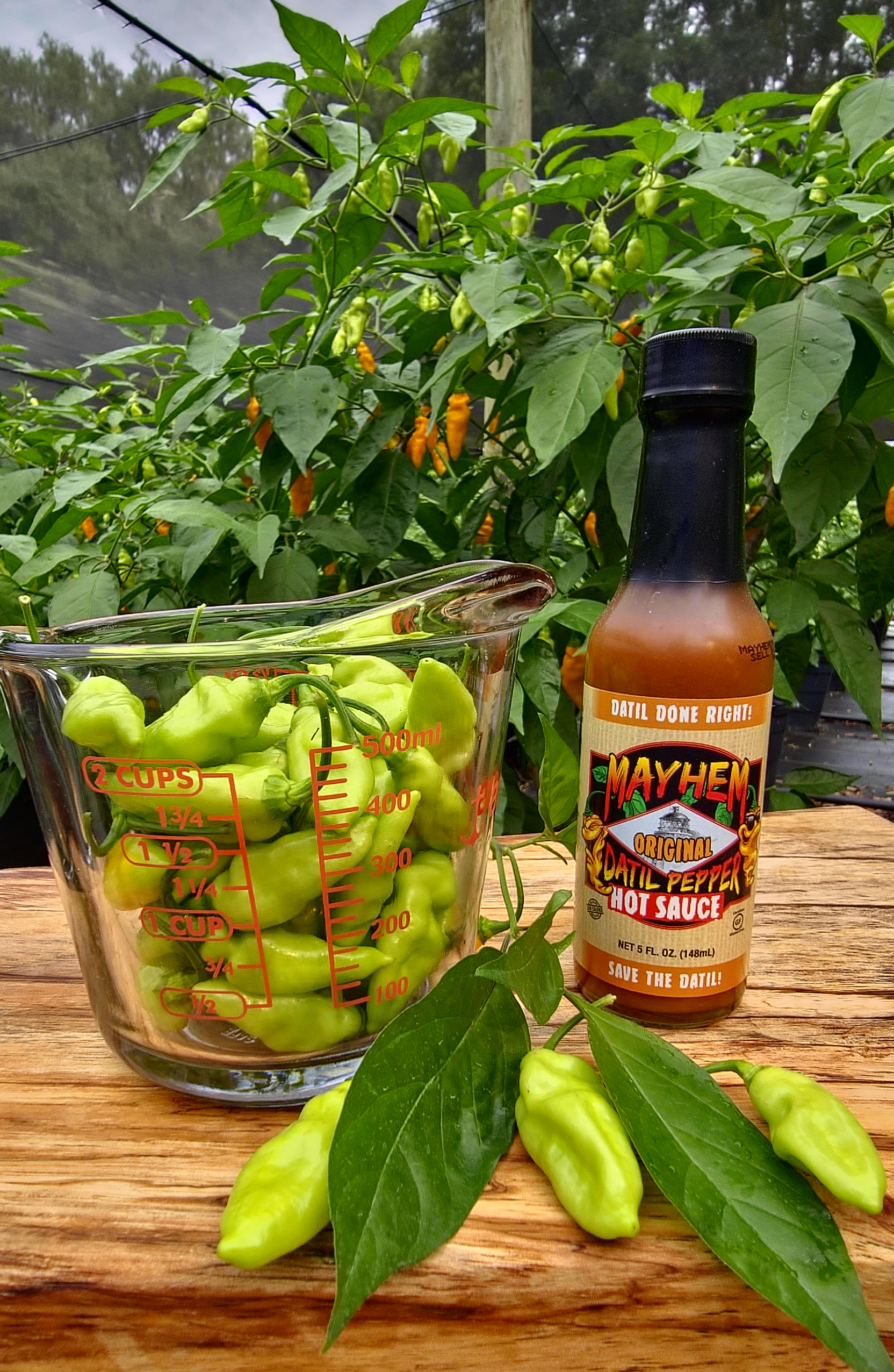1/4 lbs. Fresh Mayhem Datil Peppers + Free Mayhem Sauce