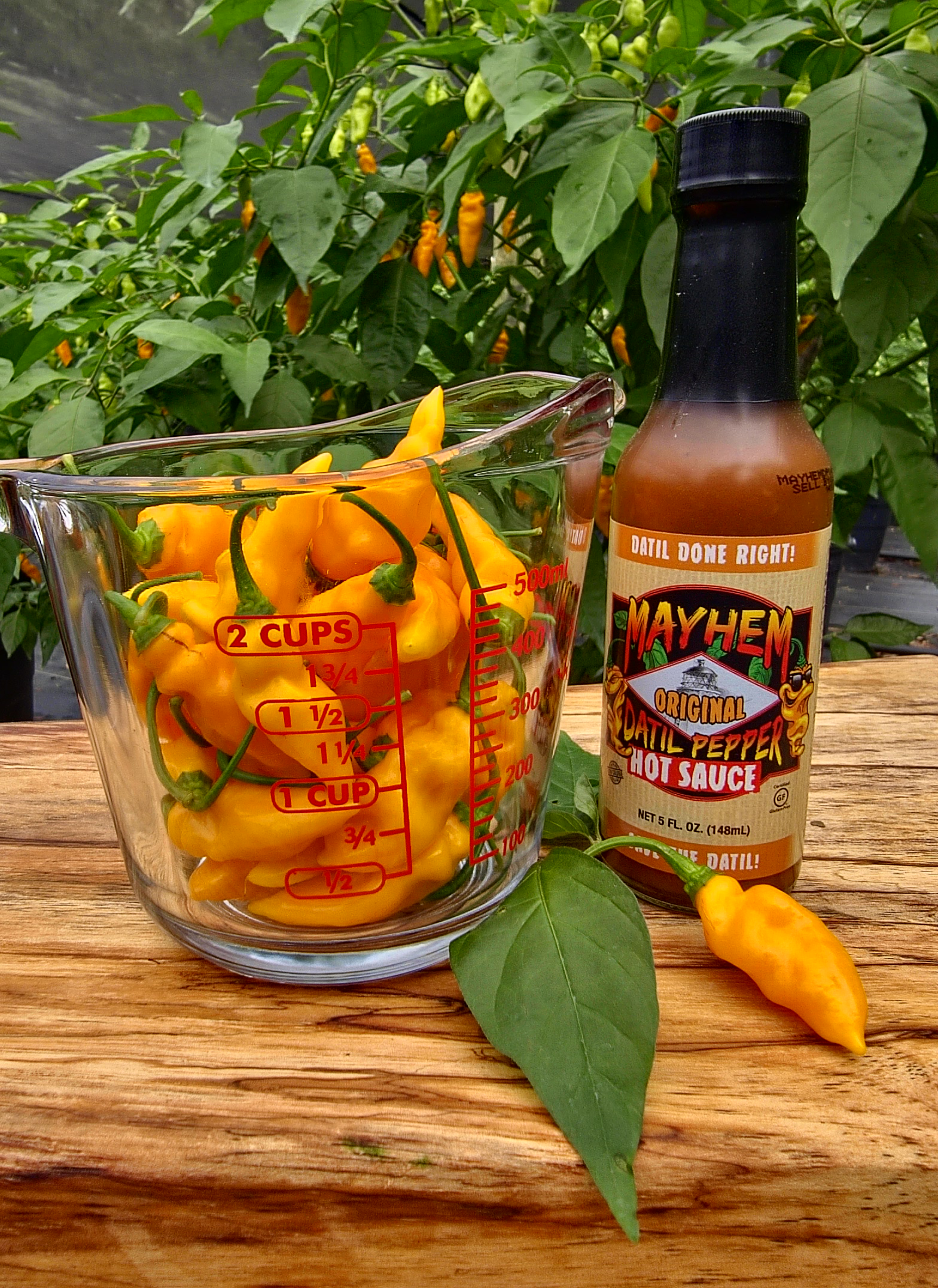 1/4 lbs. Fresh Mayhem Datil Peppers + Free Mayhem Sauce