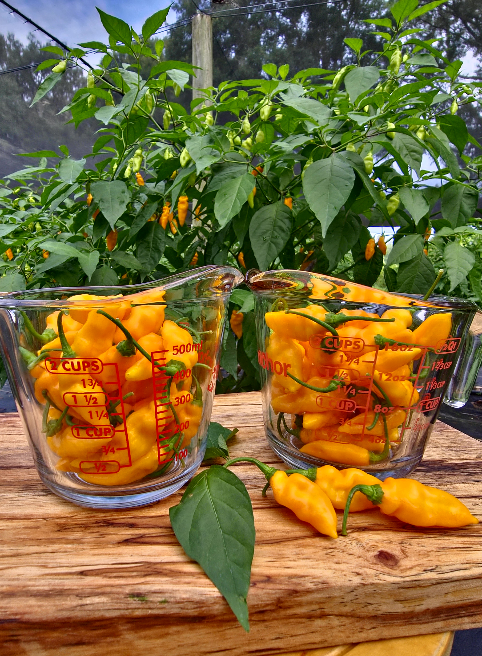 1/2 lbs. Fresh Mayhem Datil Peppers