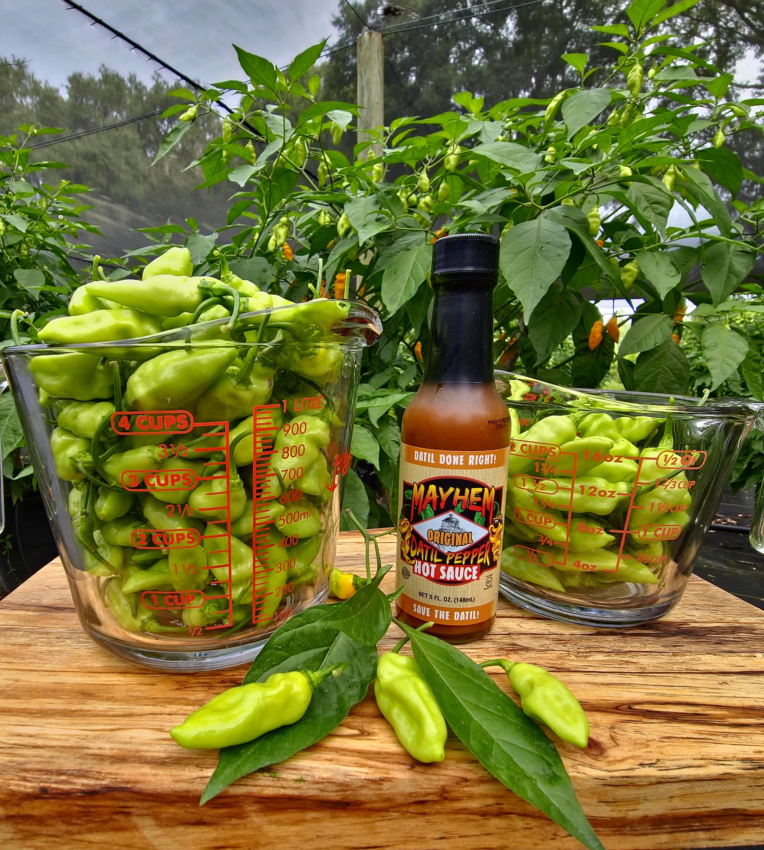 1 lbs. Fresh Mayhem Datil Peppers + Free Mayhem Sauce