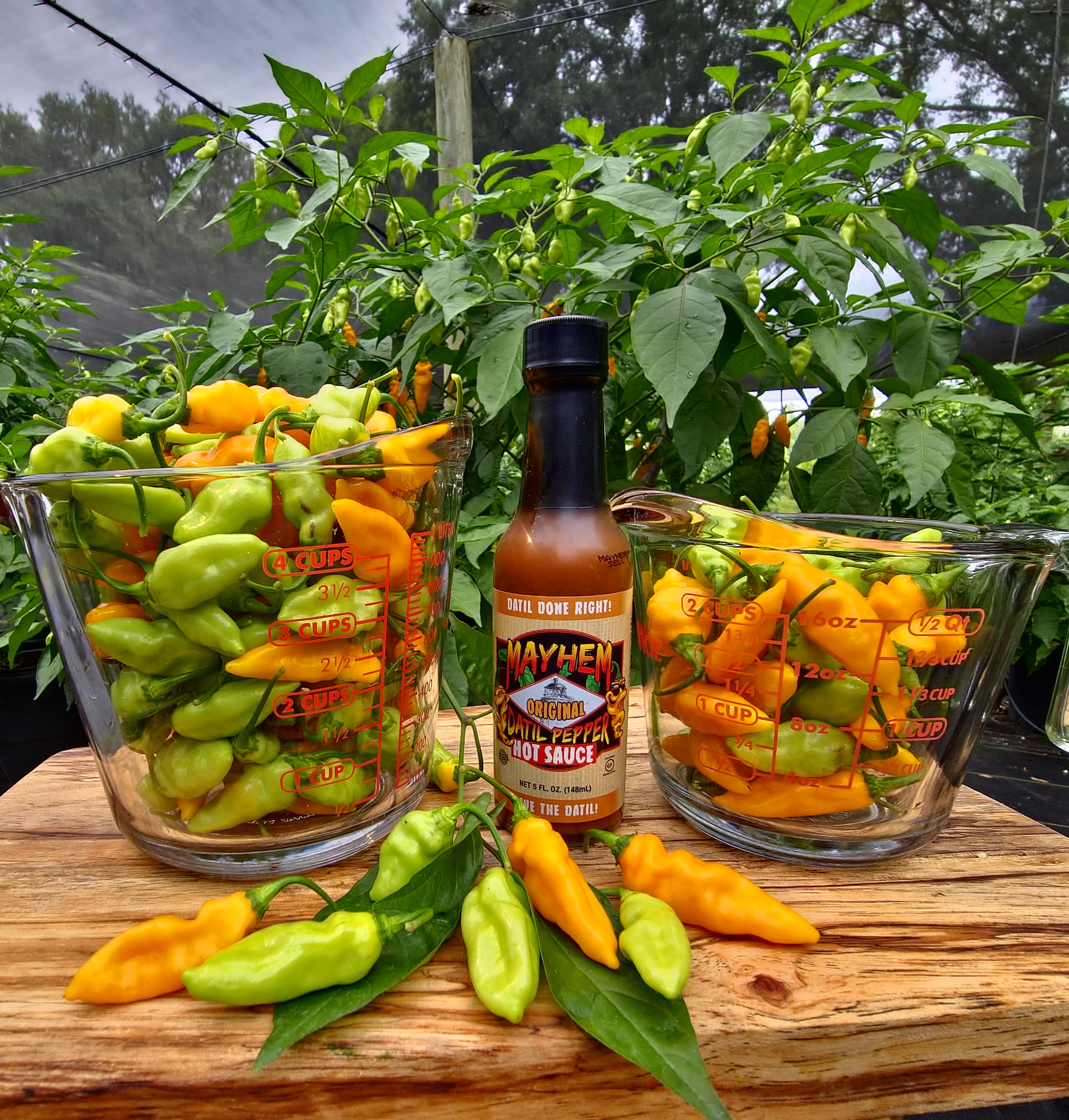 1 lbs. Fresh Mayhem Datil Peppers + Free Mayhem Sauce