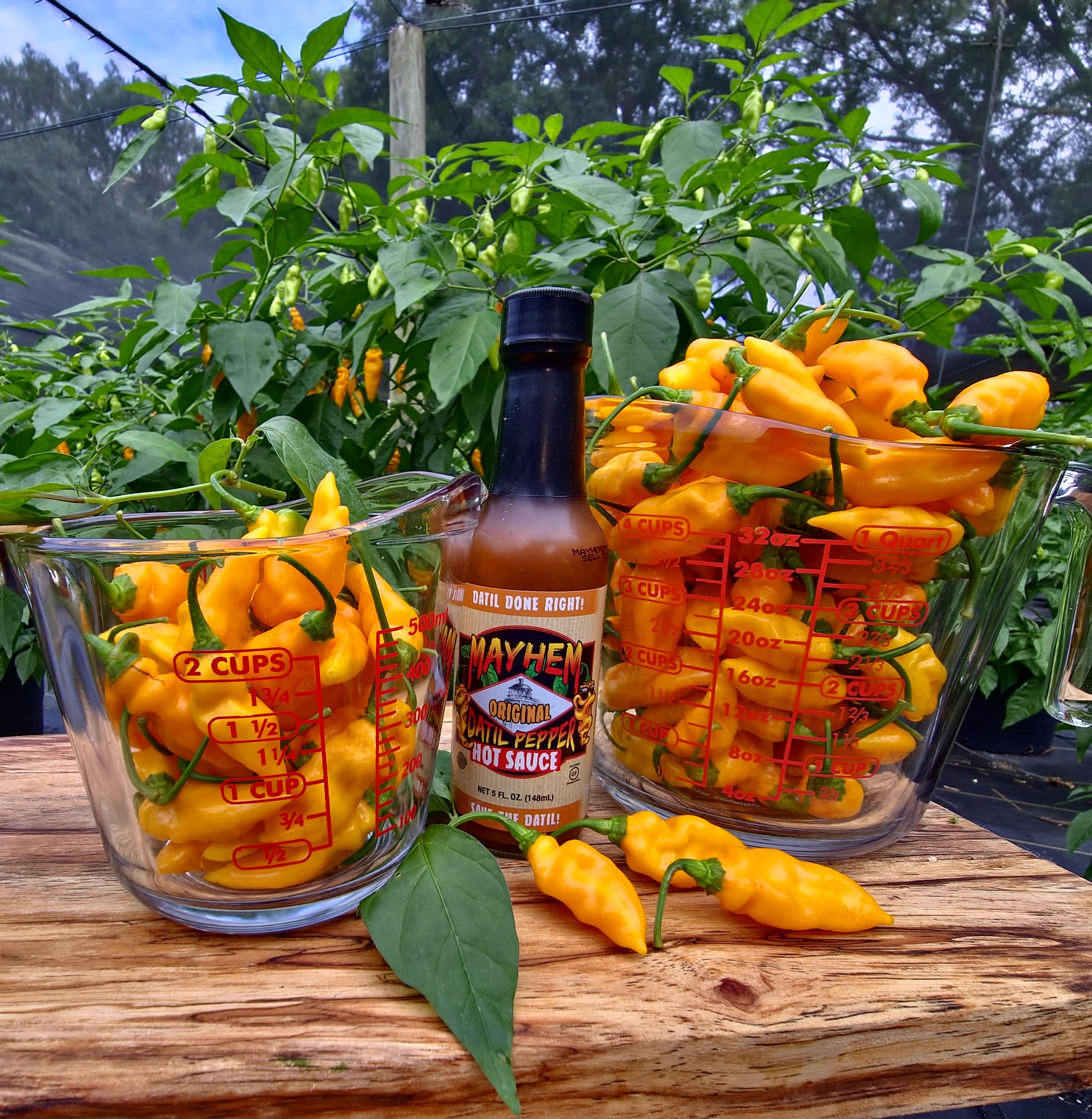 1 lbs. Fresh Mayhem Datil Peppers + Free Mayhem Sauce