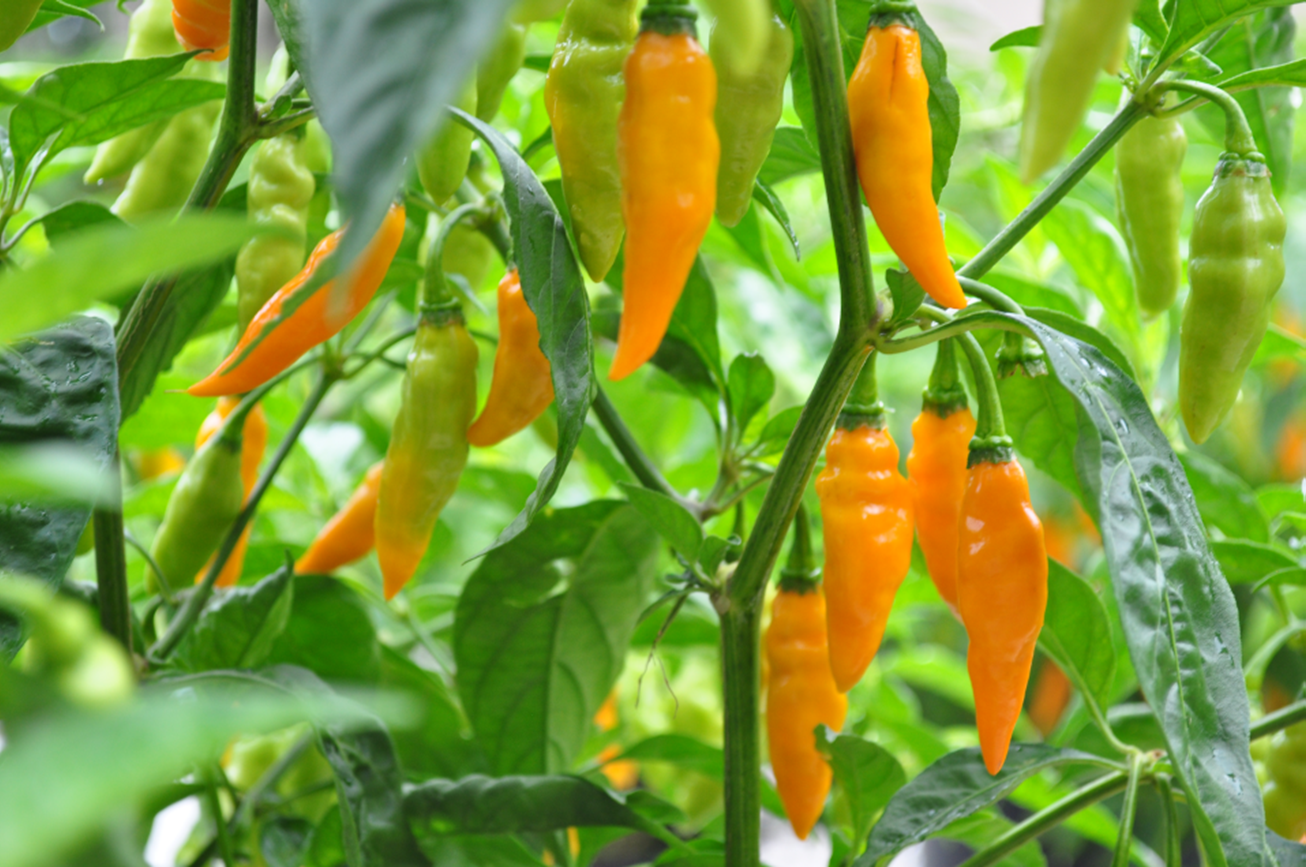 3 X 25- Heirloom Datil Pepper Seeds + FREE Mayhem Hot Sauce