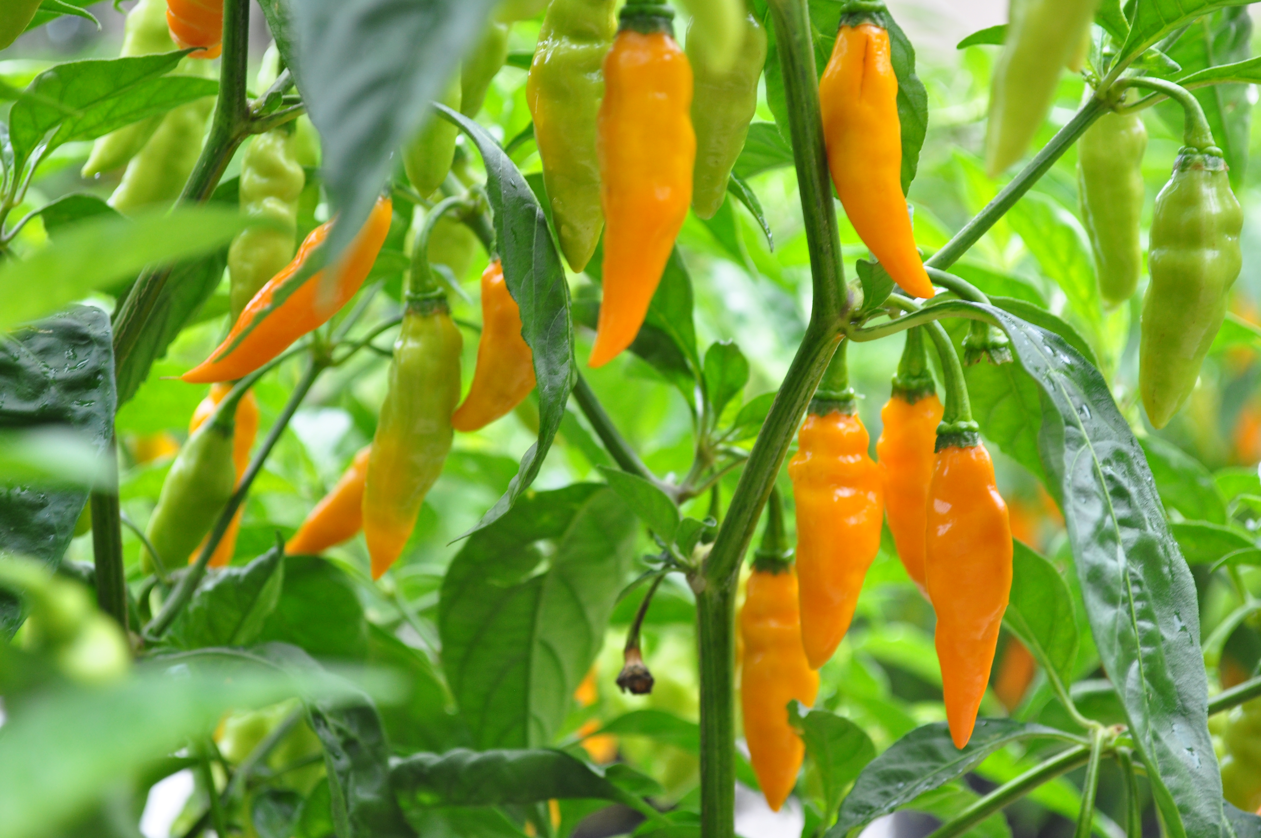 5 lbs. Fresh Mayhem Datil Peppers + Free Mayhem Sauce - HS